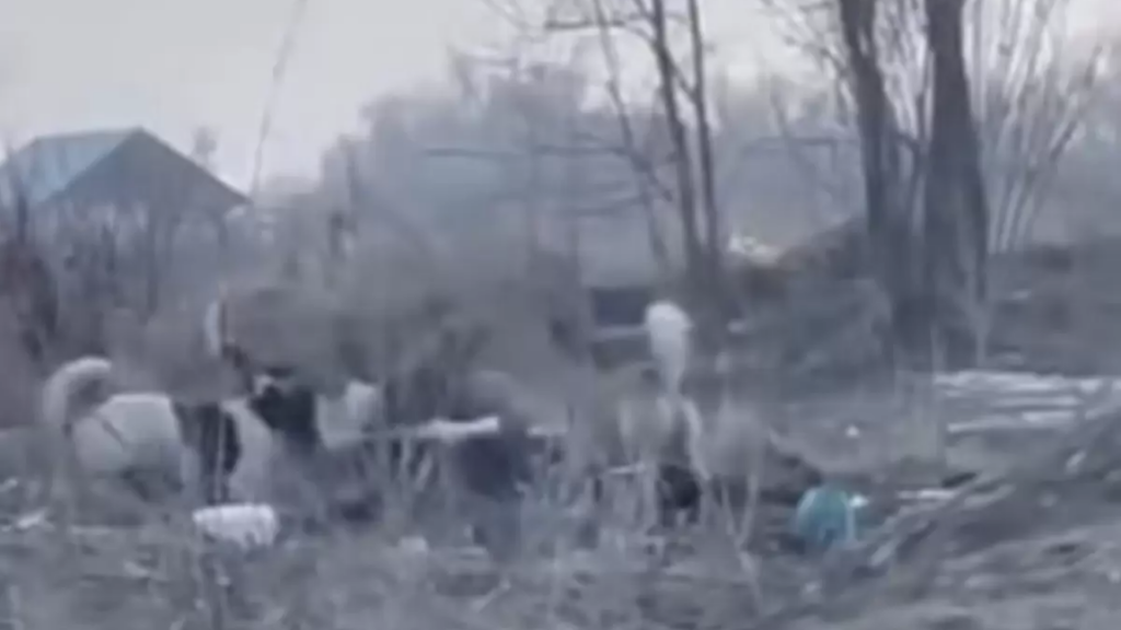 Алматы облысында иттер 52 жастағы әйелді талап тастады