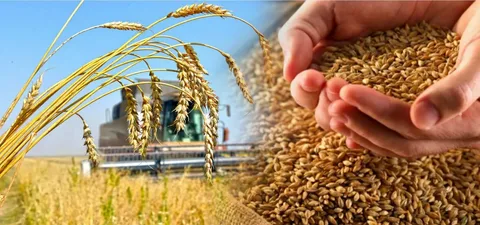 Қазақстан қамбаларына 1,6 миллион тонна астық жиналды